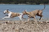 WHIPPET 007